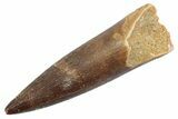 Fossil Plesiosaur (Zarafasaura) Tooth - Morocco #370252-1